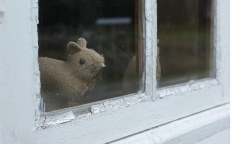 Slik beskytter du boligen mot gnagere